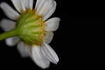 Mayweed <BR>Stinking chamomile